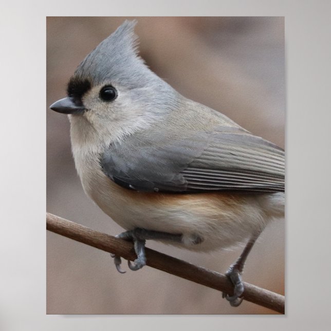 FågelPoster Poster (Framsidan)