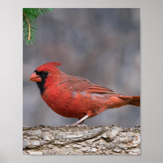 FågelPoster Poster (Framsidan)