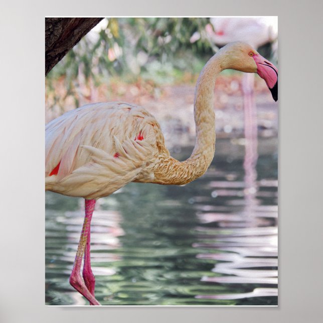 FågelPoster Poster (Framsidan)