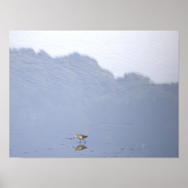 Fågelreflektionsaffisch Poster (Framsidan)