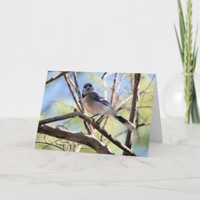 Fågelsamling: Blue Jay (blank notes) Kort (Framsida)