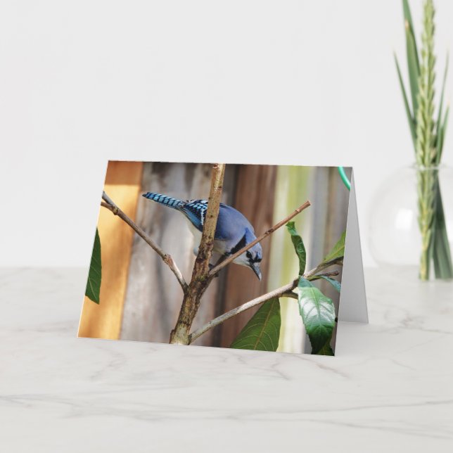 Fågelsamling: Blue Jay (blank notes) Kort (Framsida)