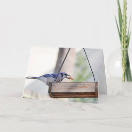 Fågelsamling: Blue Jay (blank notes) Kort