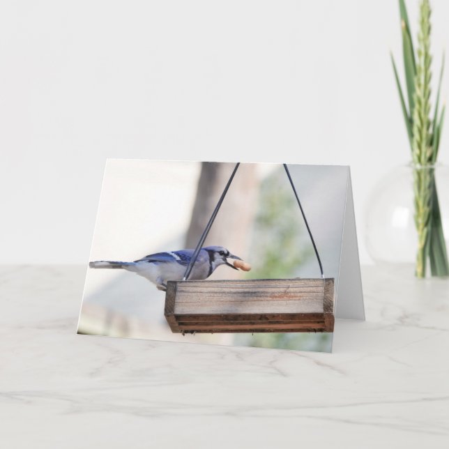 Fågelsamling: Blue Jay (blank notes) Kort (Framsida)