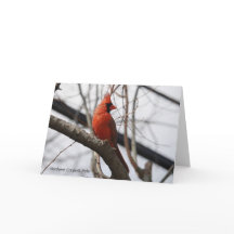Fågelsamling: Norra kardinalen (tomma anteckningar