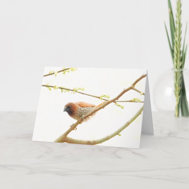Fågelsamling: Spice Finch (blank notes) Kort (Framsida)