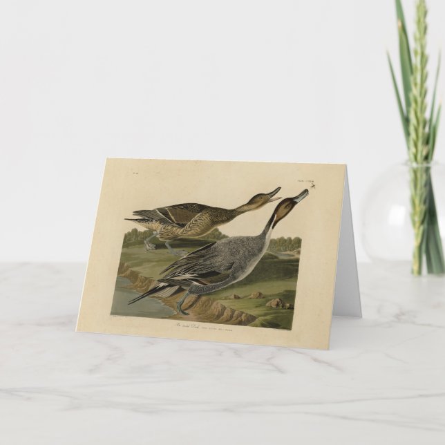 Fågelstjärtad Anka - från Audubon's Birds of Ameri Kort (Framsida)
