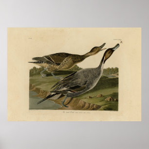 Fågelstjärtad Anka - från Audubon's Birds of Ameri Poster