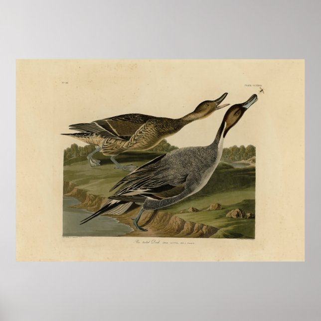 Fågelstjärtad Anka - från Audubon's Birds of Ameri Poster (Framsidan)