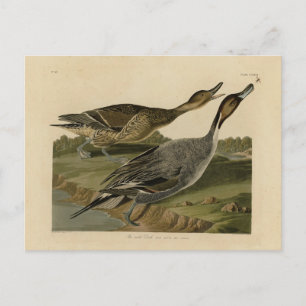 Fågelstjärtad Anka - från Audubon's Birds of Ameri Vykort