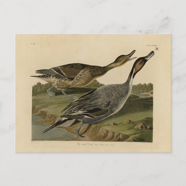 Fågelstjärtad Anka - från Audubon's Birds of Ameri Vykort (Framsida)