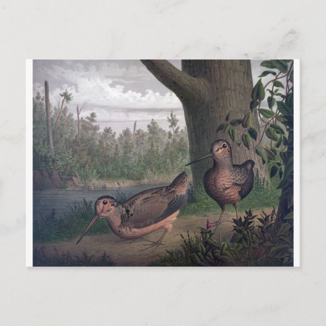 Fågelträdsmålning. Vykort (Framsida)
