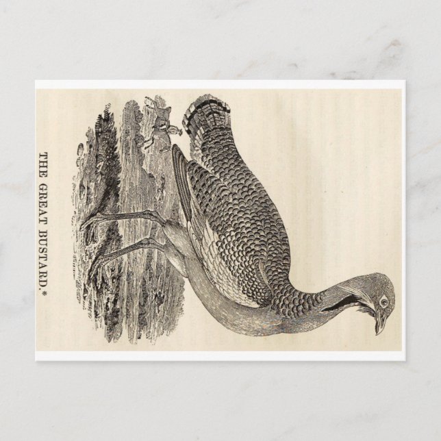 Fågelträskvykort Vykort (Framsida)