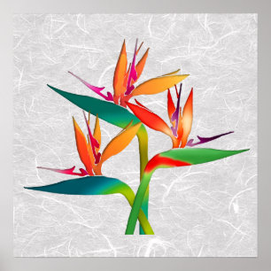 Fågeltrio i Paradise Poster