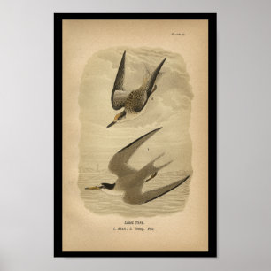 Fågeltryck 1890 minst tärna poster