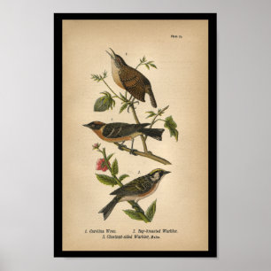 FågeltryckCarolina gärdsmyg 1890 Poster