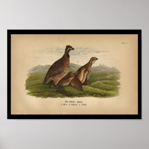 FågeltryckEgennamn-vit Quail 1890 Poster