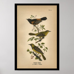 Fågeltryckfruktträdgård 1890 Oriole Poster