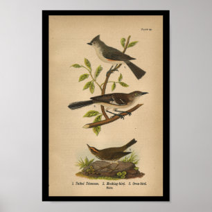 Fågeltryckhärmfågel 1890 poster