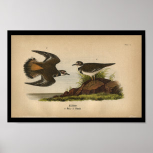 FågeltryckKilldeer 1890 Poster