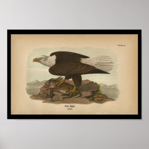 Fågeltryckörn 1890 poster