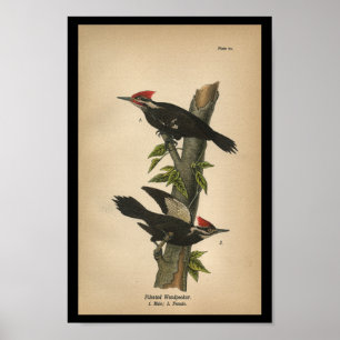 FågeltryckPileated hackspett 1890 Poster