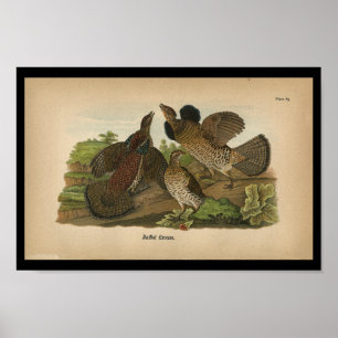FågeltryckRuffed Grouse 1890 Poster