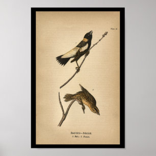 FågeltryckVass-fågel 1890 Bobolink Poster