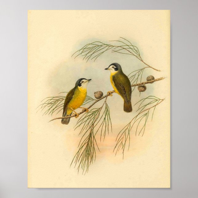 Fågelutskrift av vit Gult med täckblad, Vintage Poster (Framsidan)