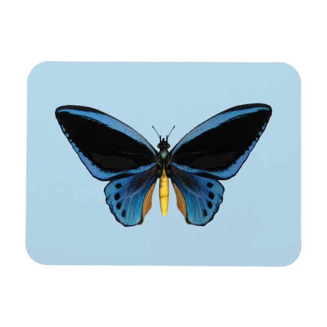 Fågelvinge fjäril magnet (Horisontell)