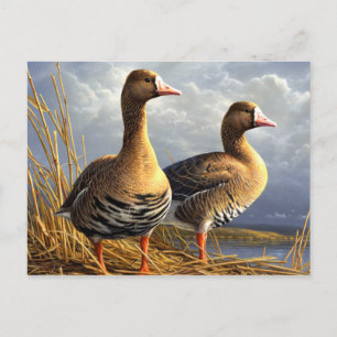 Fågelvykort 29 vykort