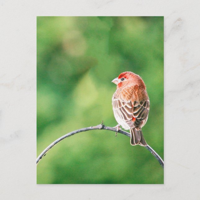 Fågelvykort för äkta Photo House Finch Nature Vykort (Framsida)