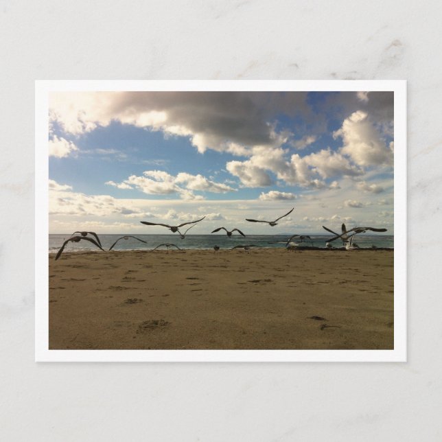 Fågelvykort Vykort (Framsida)