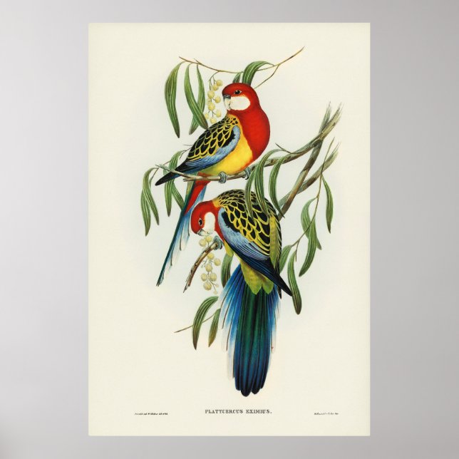 Fåglar 4 poster (Framsidan)