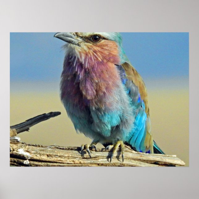 Fåglar är de enda djur med fjädrar poster (Framsidan)