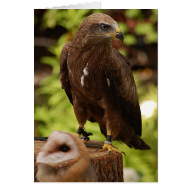 Fåglar av ber hälsningskort (Framsidan)