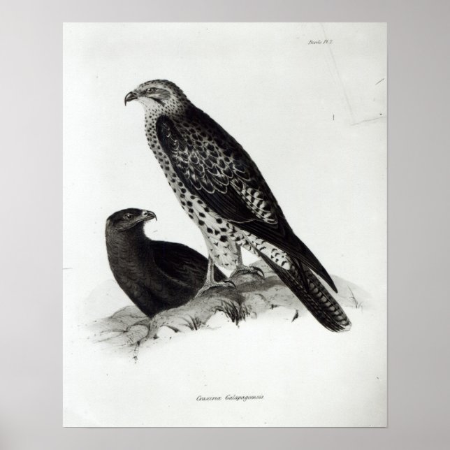 Fåglar av Ber Poster (Framsidan)