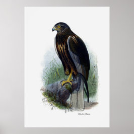 Fåglar av Bett ~ Marsh Harrier Poster