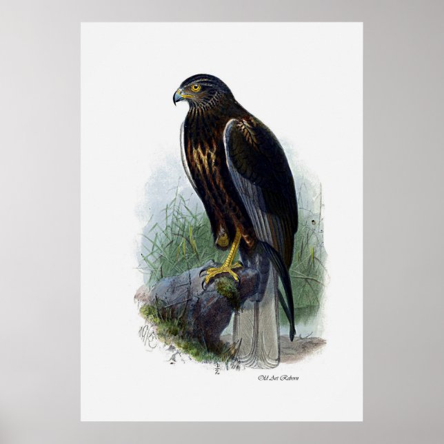 Fåglar av Bett ~ Marsh Harrier Poster (Framsidan)