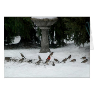 Fåglar av en fjäder hälsningskort