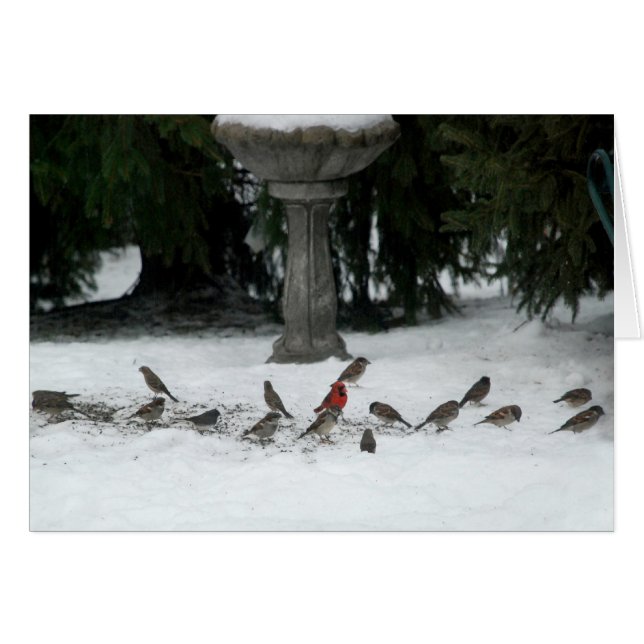 Fåglar av en fjäder hälsningskort (Framsidan Horizontal)