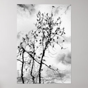 Fåglar av en fjäder poster