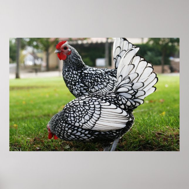 Fåglar av en fjäder poster (Framsidan)