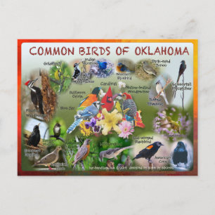 fåglar av Oklahoma vykort 19r