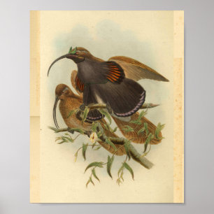 Fåglar av Paradise Bird Grönt Färg Vintage Skriv u Poster