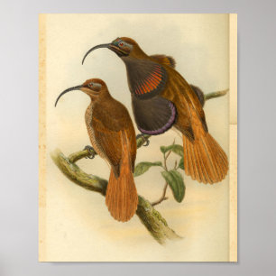 Fåglar av Paradise Bird Orange Färg Vintage Skriv  Poster