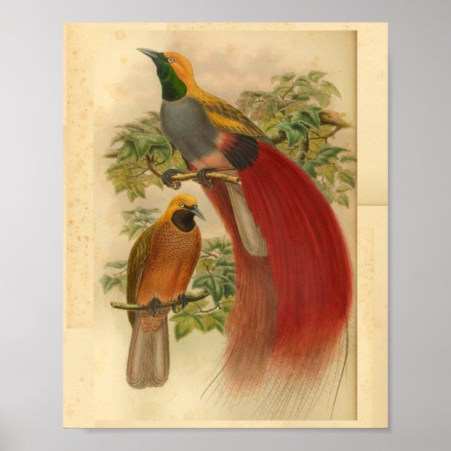 Fåglar av Paradise Red Gult Vintage Print Poster (Framsidan)