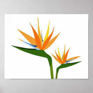 FÅGLAR AV PARADISK FLOWER POSTER