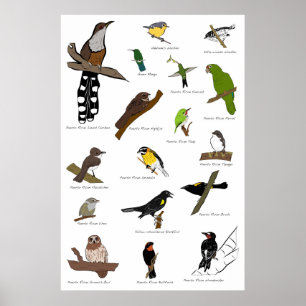 Fåglar av Puerto Rico Poster