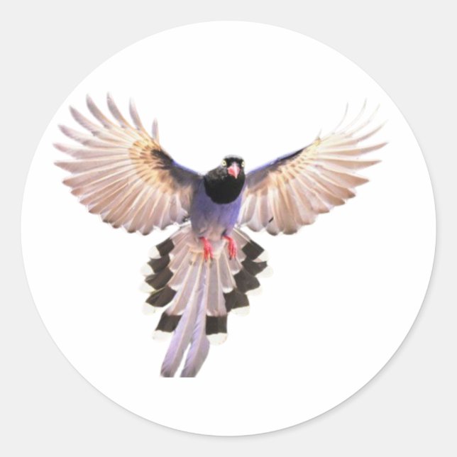 Fåglar dekaler runt klistermärke (Framsida)